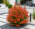Gemini_Generated_Image_mf6tj0mf6tj0mf6t.png