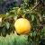 a-photo-of-a-yellow-big-plum-on-a-tree-t_mR_Q_z05Q2uWTQsuDccaTA_5hDOatWKRAKxudRy1JCLjw.jpeg.jpg