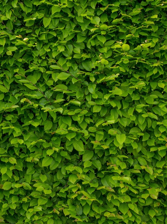 intense-green-wallpaper-with-hornbeam-1407727_1920.jpg