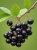 Aronia Sklep.jpg