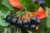aronia-1618050_1920.jpg