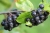 aronia-4371081_1920.jpg