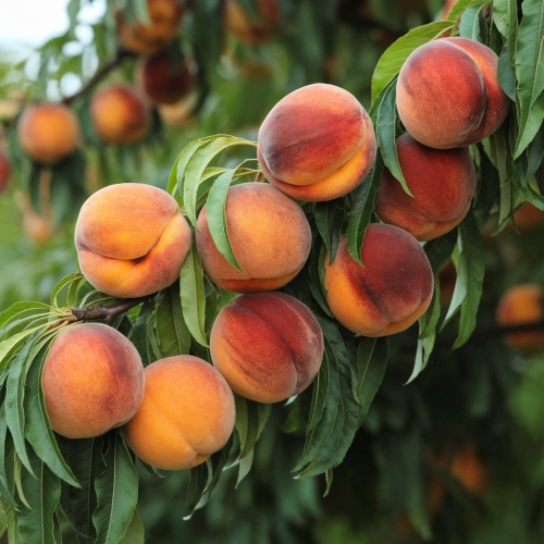 0003_4_a-photo-of-a-branch-of-a-peach-tree-with_jlBTB5RNR5eNOMS8jdsQKw_iOb_5T-3Te2oYY9VjF9d8w_cover.jpeg