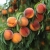 0003_4_a-photo-of-a-branch-of-a-peach-tree-with_jlBTB5RNR5eNOMS8jdsQKw_iOb_5T-3Te2oYY9VjF9d8w_cover.jpeg