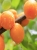 peach-824624_1920.jpg