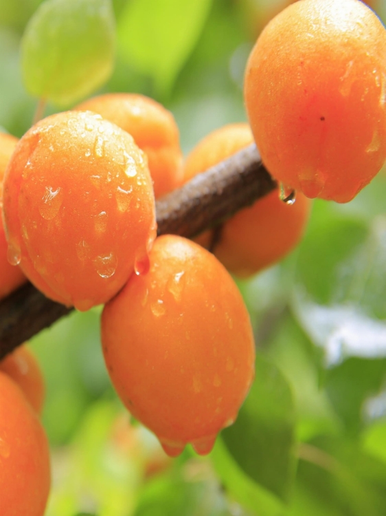 peach-824624_1920.jpg