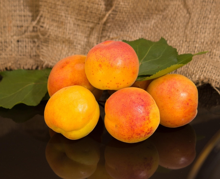 apricot-2826184_1920.jpg