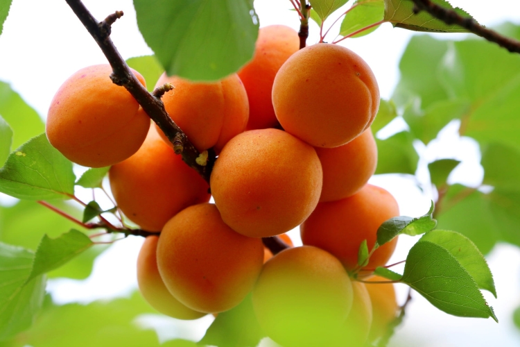 apricots-6396538_1920.jpg