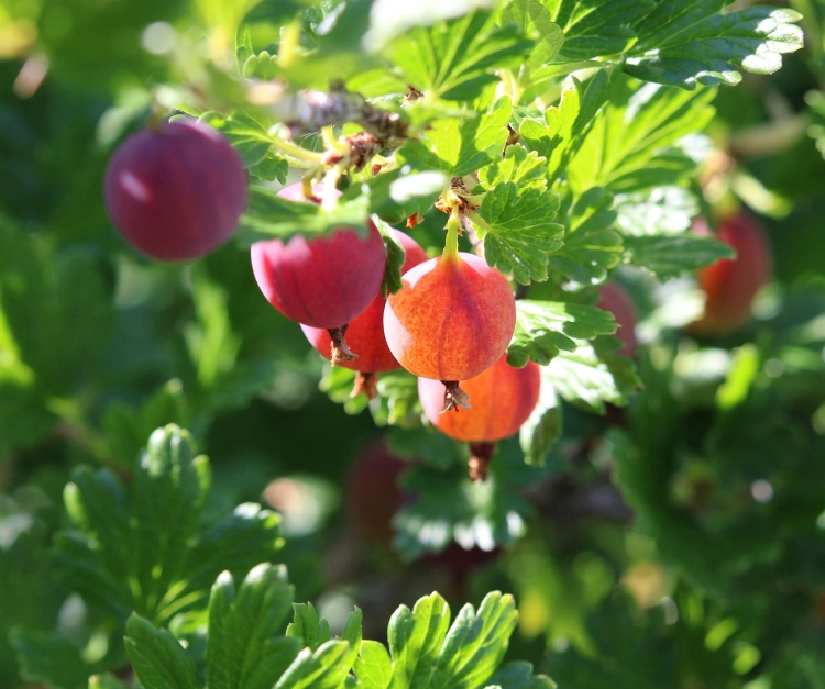 gooseberry-5473172_1920.jpg