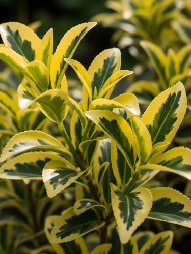 emeralgold Sklep.jpg