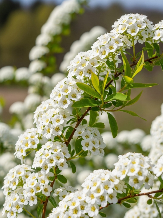 Tawuła grefsheim1.jpg