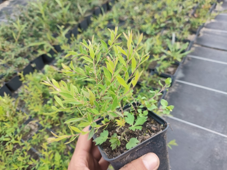 Tawuła grefsheim.jpg