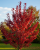 Gemini_Generated_Image_ogtdbxogtdbxogtd.png