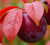 Gemini_Generated_Image_su8krhsu8krhsu8k.png