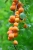 apricots-6396524_1920.jpg