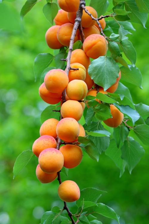 apricots-6396524_1920.jpg