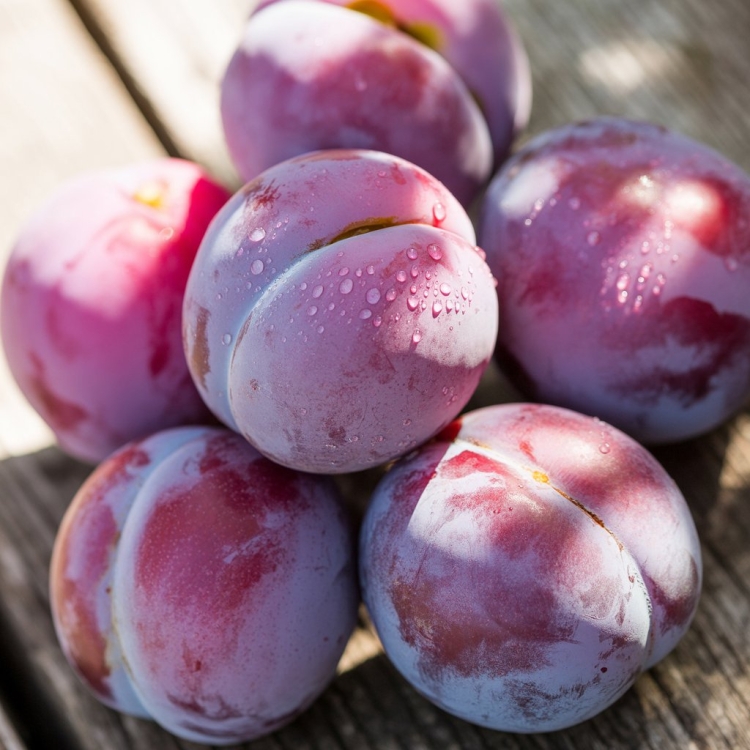a-close-up-photograph-of-several-ripe-ro_cd4kSy_dQwKmmQ98un8tyQ_BTDiZnNETZO0Bz0-4EE9eA.jpeg