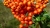 berry-2735942_1920.jpg