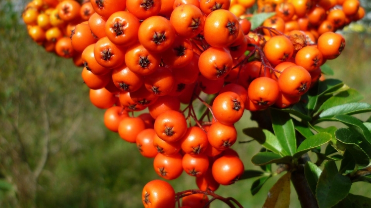 berry-2735942_1920.jpg