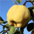 pigwa plant.png