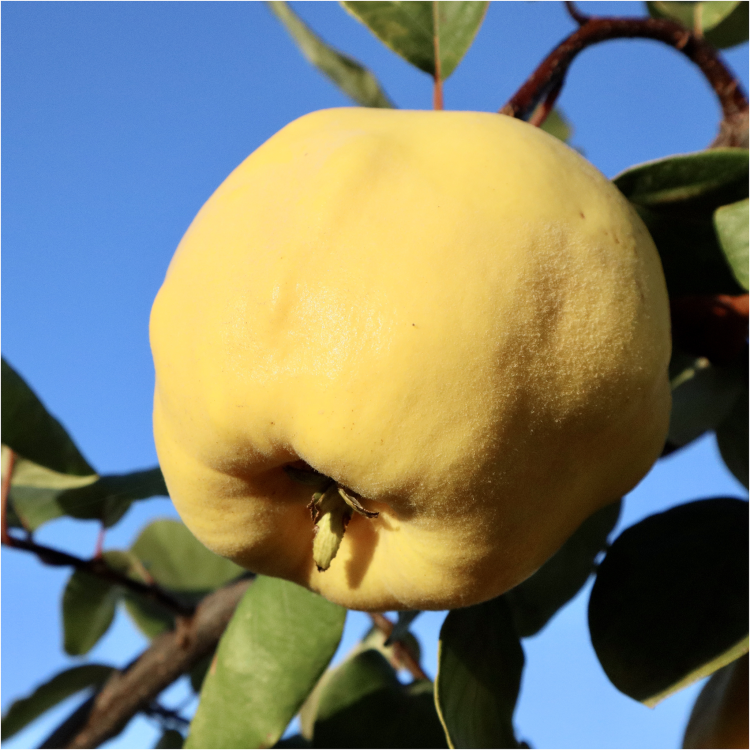 pigwa plant.png