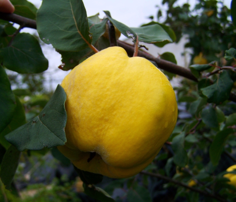 quince-1009611_1920.jpg