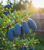 Gemini_Generated_Image_ml971tml971tml97.png