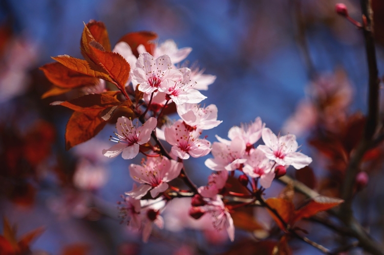 cherry-blossom-4987094_1280.jpg