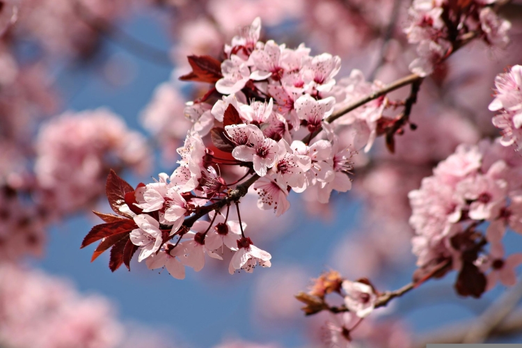 cherry-blossom-gd9f7c94ea_1920.jpg