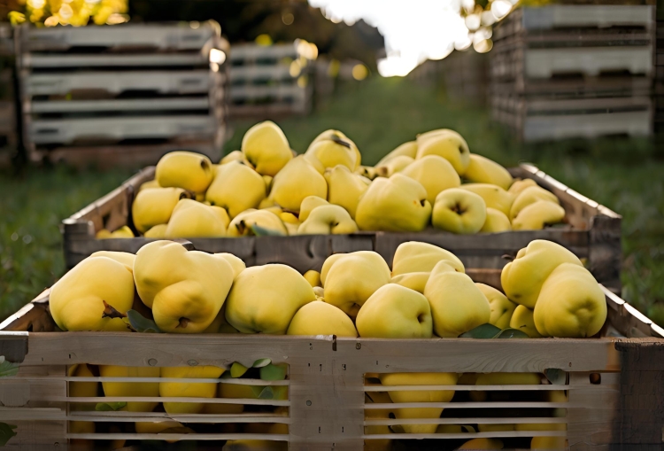 pigwy  w skrzynakch.jpg