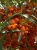 Rokitnik Orange.jpg