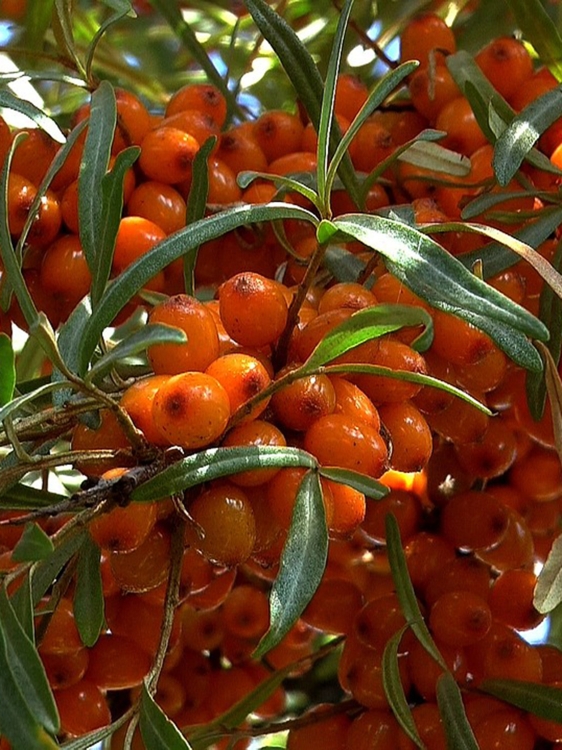 Rokitnik Orange.jpg