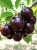 Gemini_Generated_Image_nqcb0mnqcb0mnqcb.jpg