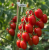 Gemini_Generated_Image_u00y7wu00y7wu00y.png