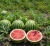 Gemini_Generated_Image_url0e7url0e7url0.jpg