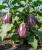 Gemini_Generated_Image_3hhc583hhc583hhc.jpg
