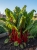 Gemini_Generated_Image_lc8eglc8eglc8egl.jpg