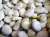 broad-bean-2555046_1920.jpg