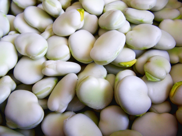 broad-bean-2555046_1920.jpg