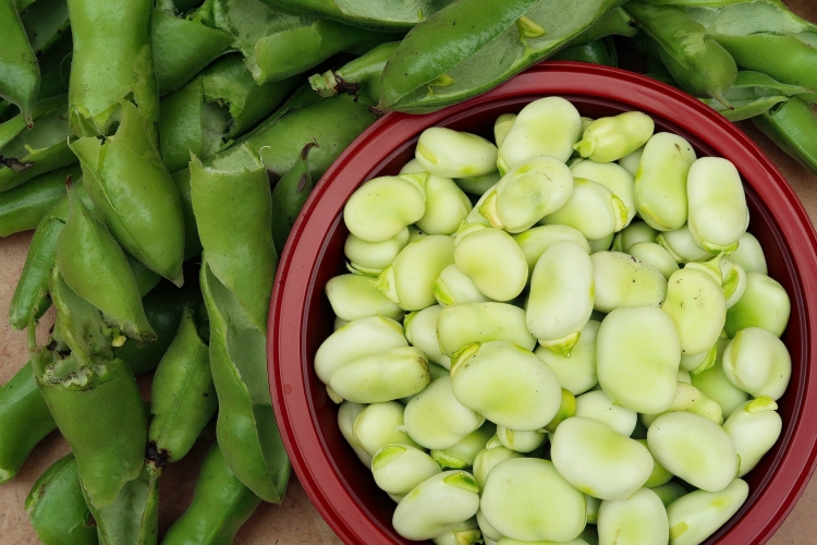 broad-beans-5479434_1920.jpg