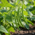 Gemini_Generated_Image_ffh4znffh4znffh4.png