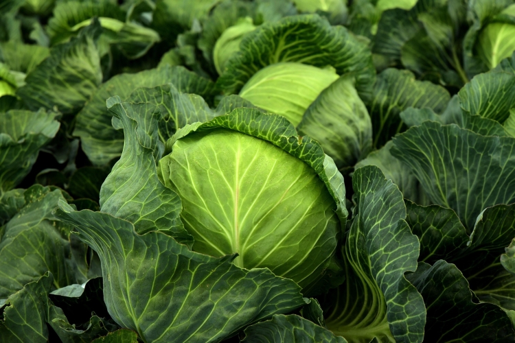 cabbage-3722517_1920.jpg