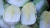 chinese-cabbage-5798137_1920.jpg