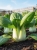 Sklep.jpg