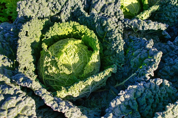 cabbage-6702469_1920.jpg