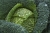 savoy-cabbage-7102903_1920.jpg