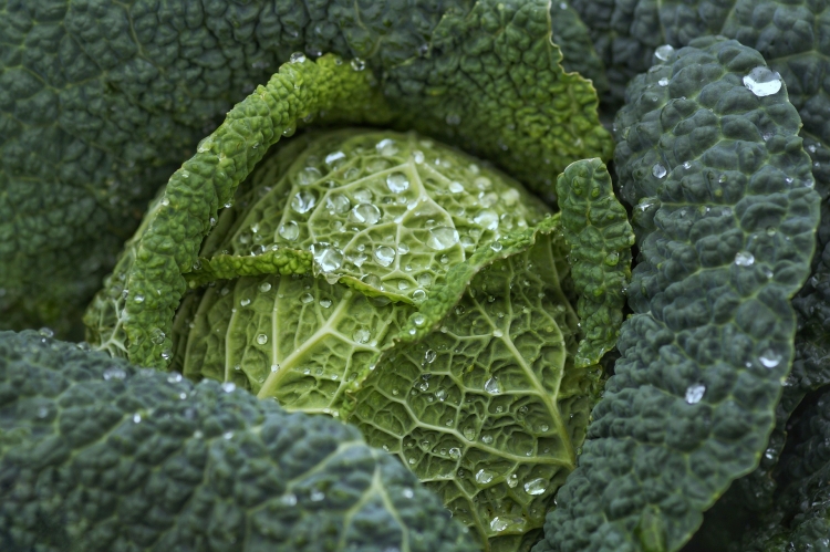 savoy-cabbage-7102903_1920.jpg