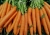 carrots-4770035_1920.jpg