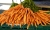 carrots-8036245_1920.jpg