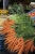 carrot-398063_1920.jpg